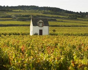 Read more about the article Burgundy | 2016 vs 2017, battle of the vintages