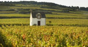 Read more about the article Burgundy | 2016 vs 2017, battle of the vintages