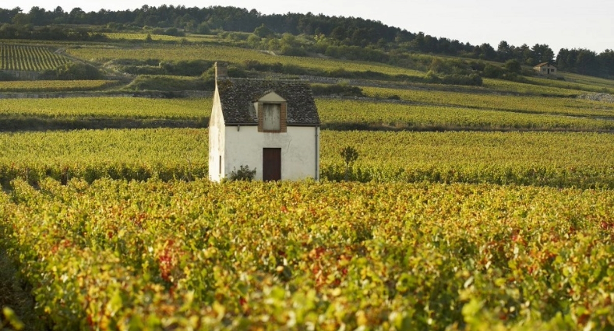 Read more about the article Burgundy | 2016 vs 2017, battle of the vintages