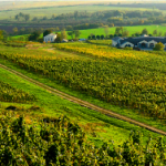 Domain Disznoko in Tokaj: a Hungarian first growth