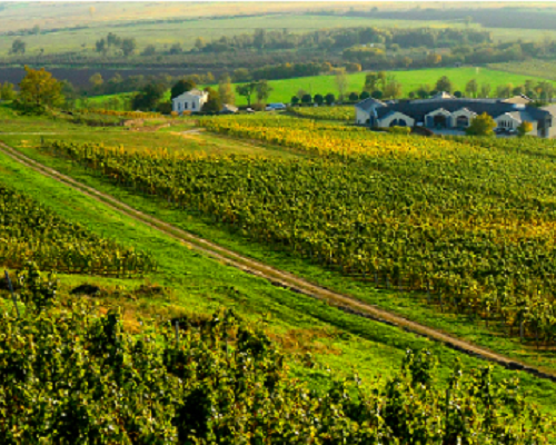 Read more about the article Domain Disznoko in Tokaj: a Hungarian first growth