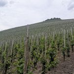 Meandering the Mosel | German wines at auction