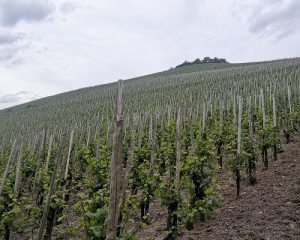 Read more about the article Meandering the Mosel | German wines at auction