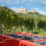 Italian wines at auction | How do our transalpine neighbours perform?