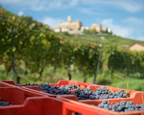 Read more about the article Italian wines at auction | How do our transalpine neighbours perform?