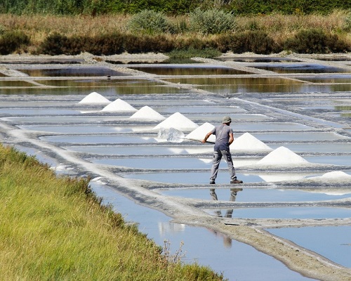 Read more about the article Domaine Saint-Nicolas | 25 years on the salt marshes of Vendée