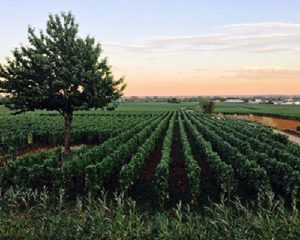 Read more about the article Domaine Vincent Dancer | A wine maker who found his feet in Chassagne-Montrachet