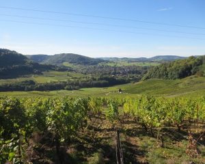 Read more about the article Domaine de Ratapoil | Top marks at the heart of the Jura