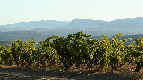 Read more about the article Roc des Anges | A Roussillon name to remember