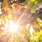 Does a hot summer make a good vintage?