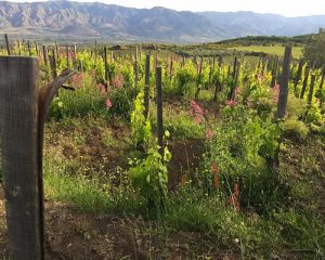 Read more about the article Frank Cornelissen | The pinnacle of Mount Etna