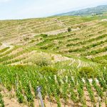 Rhône ranking | First-half review 2020