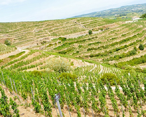 Read more about the article Rhône ranking | First-half review 2020