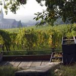 Domaine Ostertag | Wine imitates art in Alsace