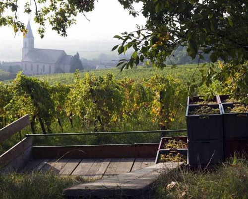 Read more about the article Domaine Ostertag | Wine imitates art in Alsace