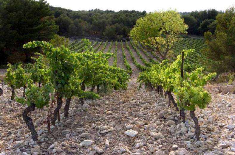 Domaine de Trevallon vines