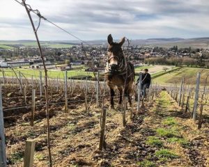 Read more about the article William Fèvre | Signature Chablis