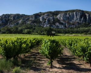 Read more about the article Domaine André Brunel (Les Cailloux) | An old hand in Châteauneuf