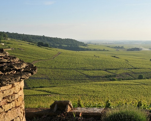 Read more about the article Mongeard-Mugneret | How to stand out in Burgundy