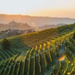 All there is to know about Barolo!