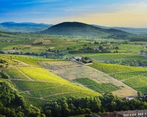 Read more about the article The 10 crus of Beaujolais