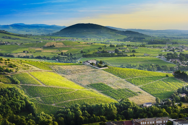 Beaujolais landscape - How many crus are there in Beaujolais?
