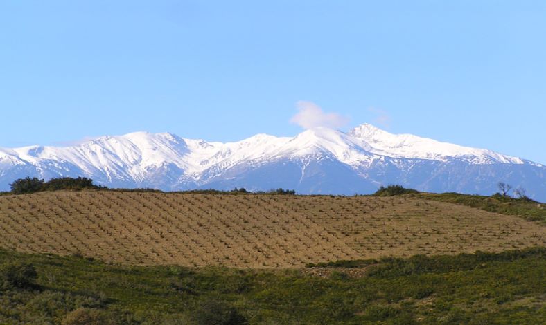 vineyard in roussilon