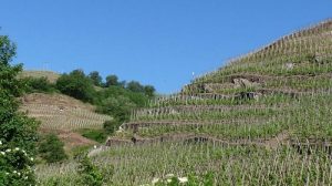 Read more about the article Domaine Levet | Côte-Rôtie with character