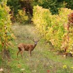 Domaine Hubert Lamy | An ambassador for Saint-Aubin