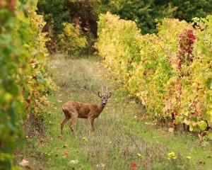 Read more about the article Domaine Hubert Lamy | An ambassador for Saint-Aubin