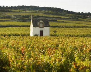 Read more about the article 2018 vintage scores | Central France