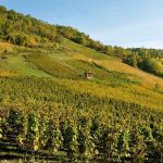 Domaine Belluard | Home of the rare Gringet grape