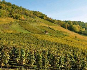 Read more about the article Domaine Belluard | Home of the rare Gringet grape