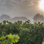 Loire Valley selection | A palette of many expressions