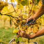 France’s forgotten grape varieties