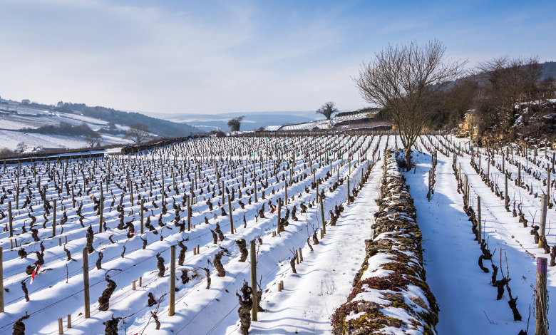 Burgundy snow vineyard