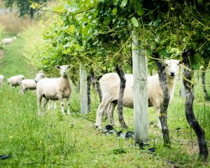 Read more about the article Our organic and biodynamic selection