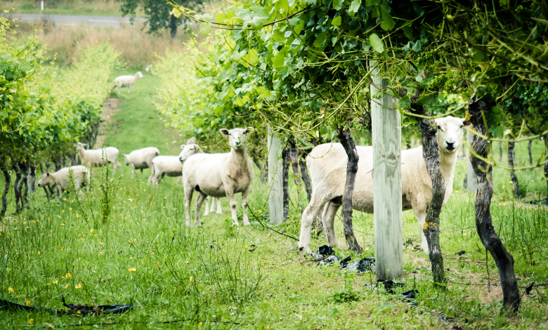 organic biodynamic wine sheep vineyard