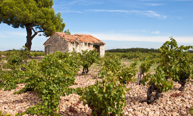 rhône wine