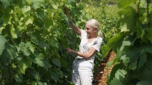 Read more about the article A vineyard of one’s own