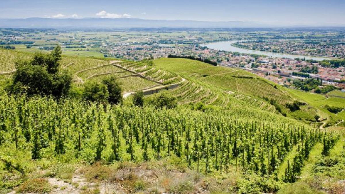 Read more about the article Wine guide | The Rhône Valley (1/2)