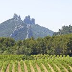 Wine Guide | The Rhône Valley (2/2)