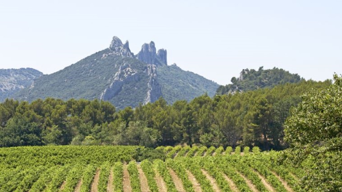 Read more about the article Wine Guide | The Rhône Valley (2/2)