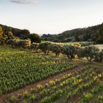 Terrebrune | A ‘monument of Provence’