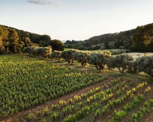 Read more about the article Terrebrune | A ‘monument of Provence’