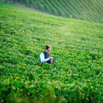 Maison Charles Heidsieck | Quintessentially Charles