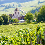 Wine Guide | Champagne