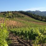 Clos Canarelli, a beacon for fine Corsican wine