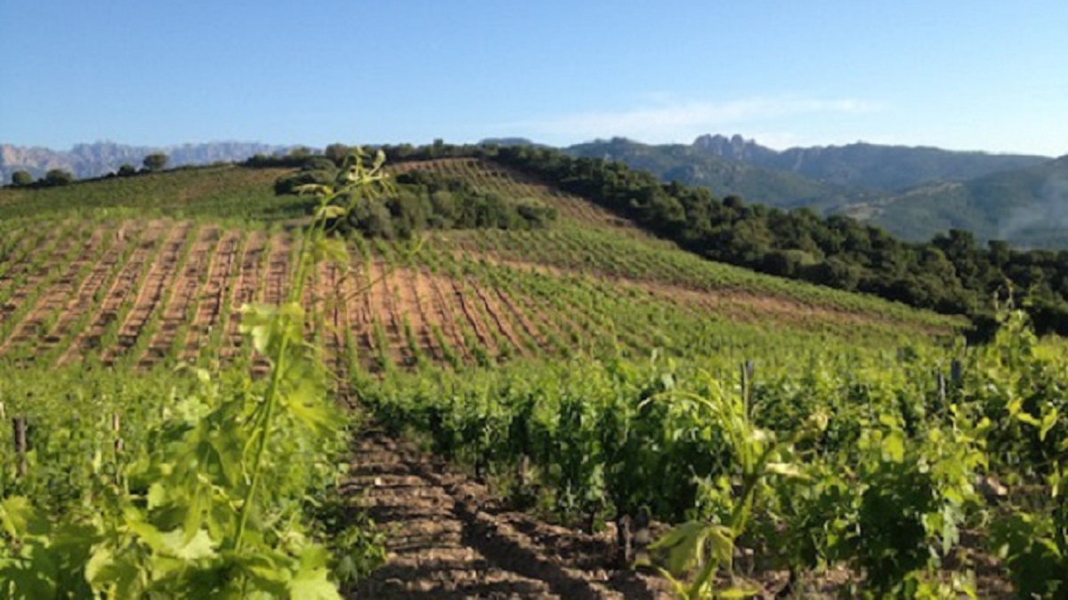 Read more about the article Clos Canarelli, a beacon for fine Corsican wine