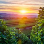4 Champagne grapes you don’t know about